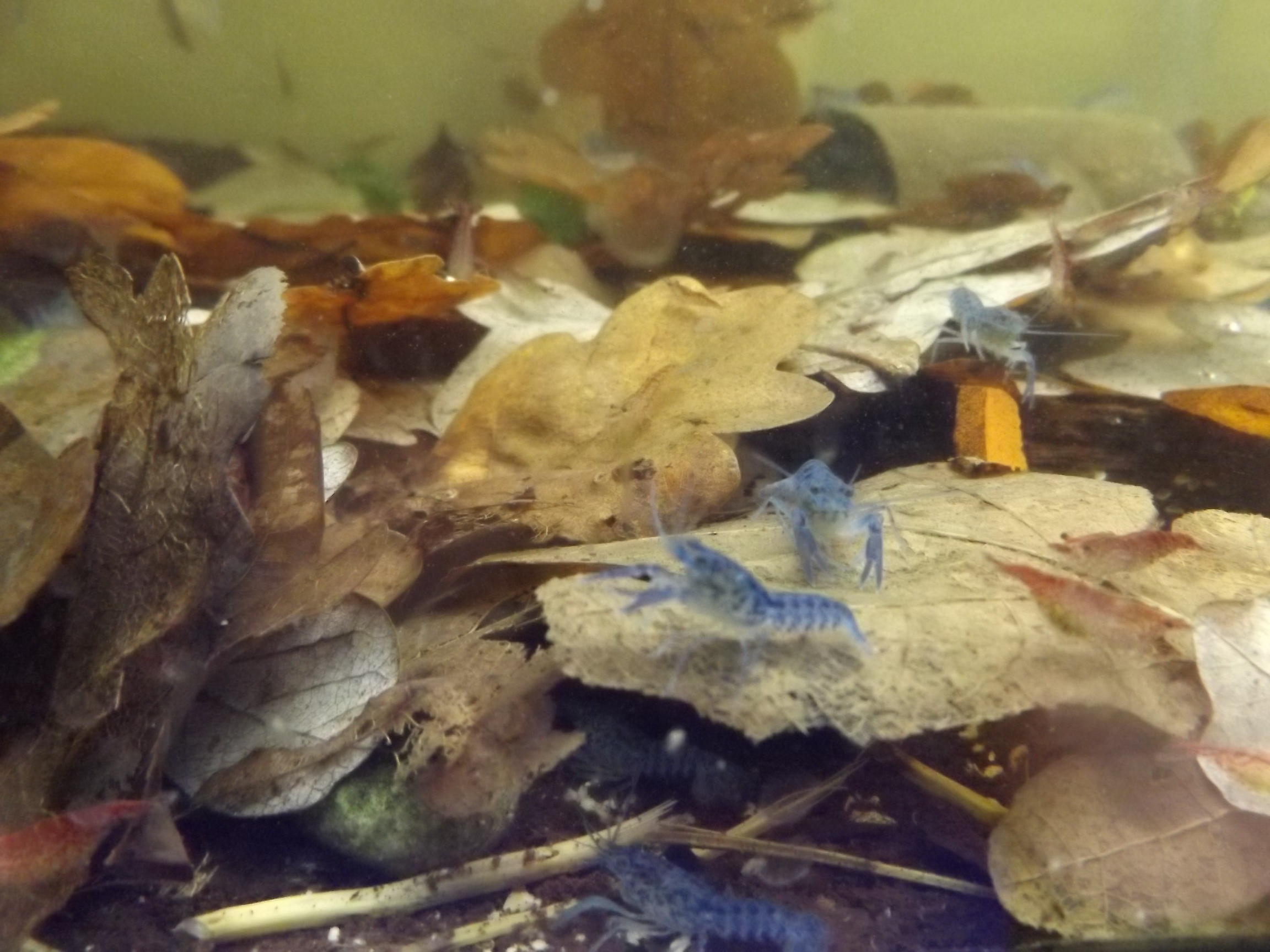 Blaue Yabby Junge ca. 2-3 Wochen alt