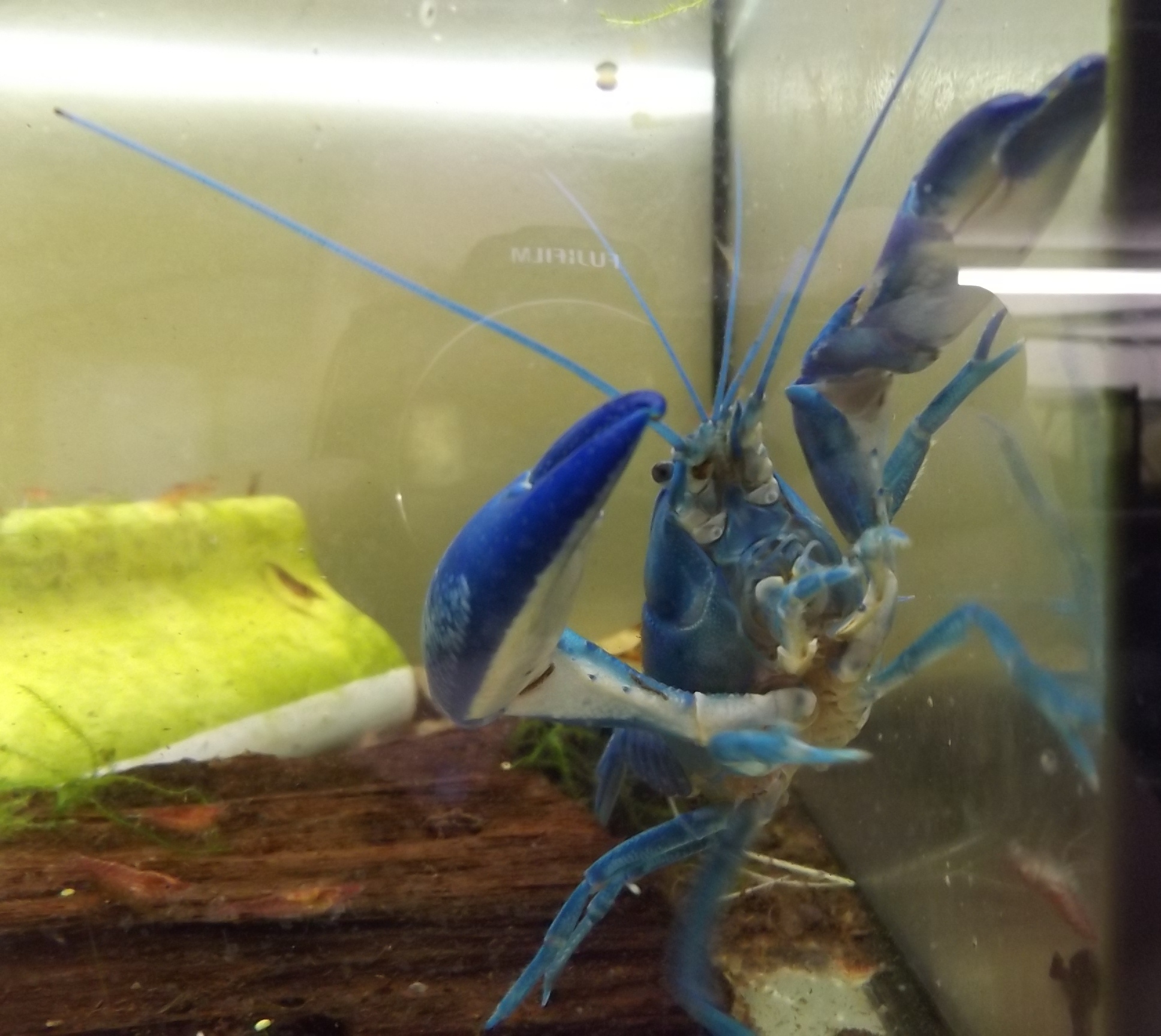 Blauer Yabby aufgerichtet in einer Ecke vom Aquarium