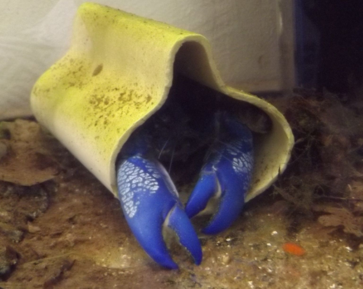 Blauer Yabby in seiner Höhle