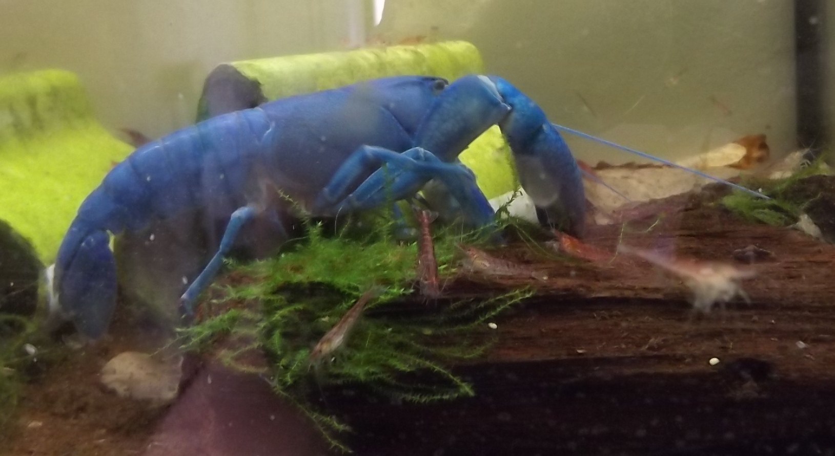 Blauer Yabby auf einem Holzstück im Aquarium