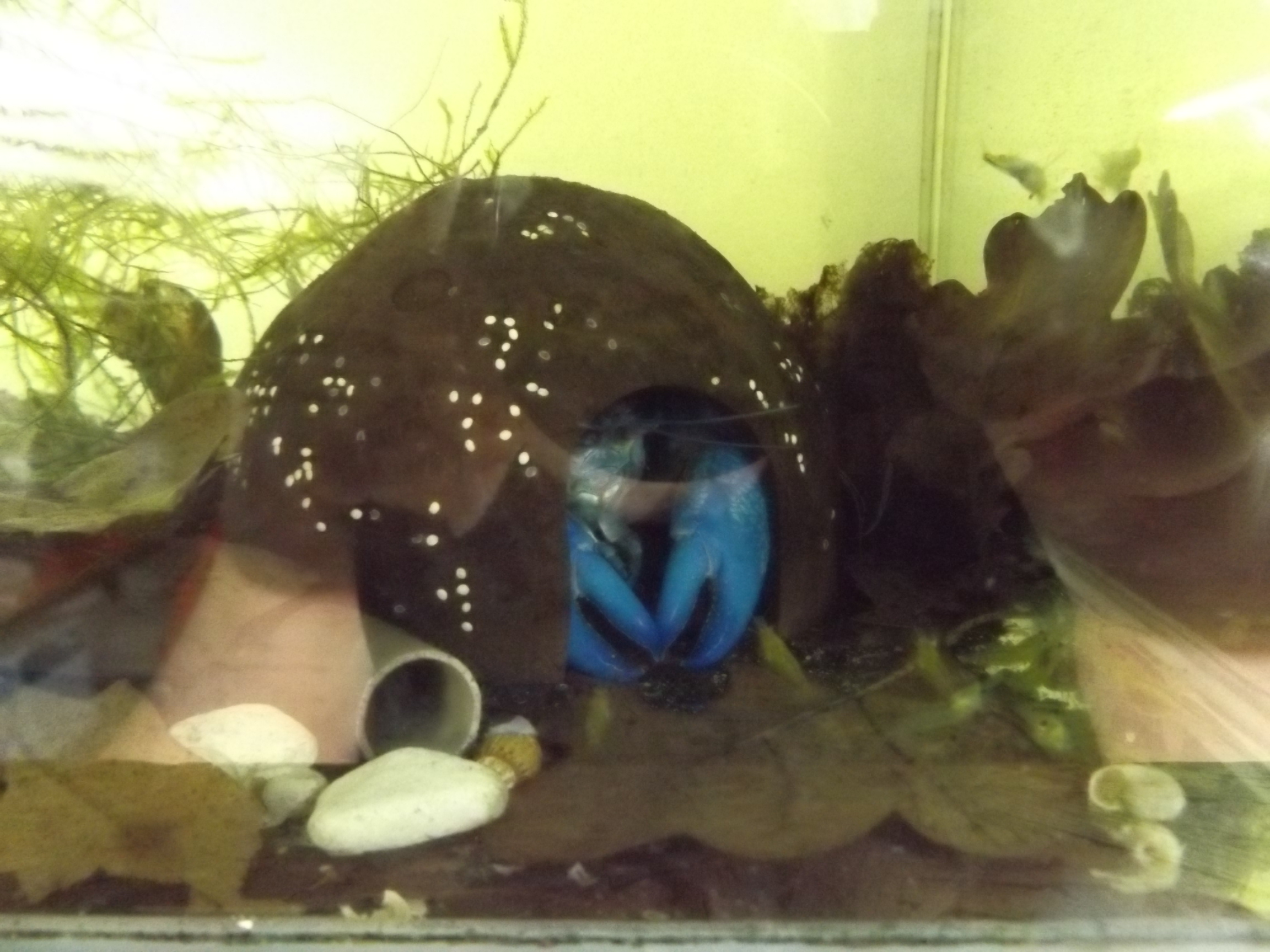Blauer Yabby auf einem Holzstück im Aquarium