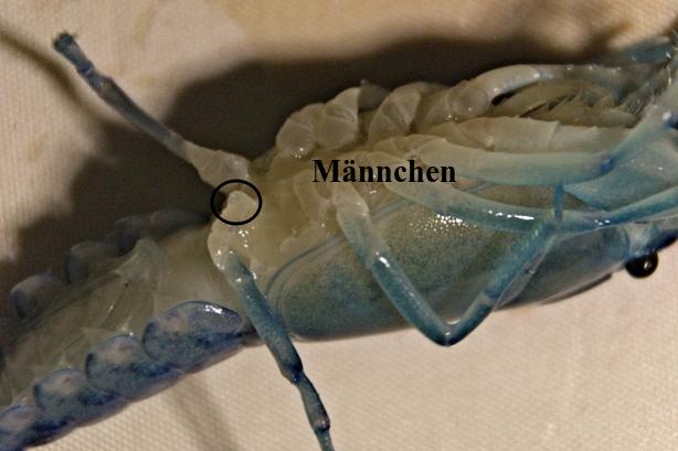 Blauer Yabby - männliches Geschlechtsmerkmal