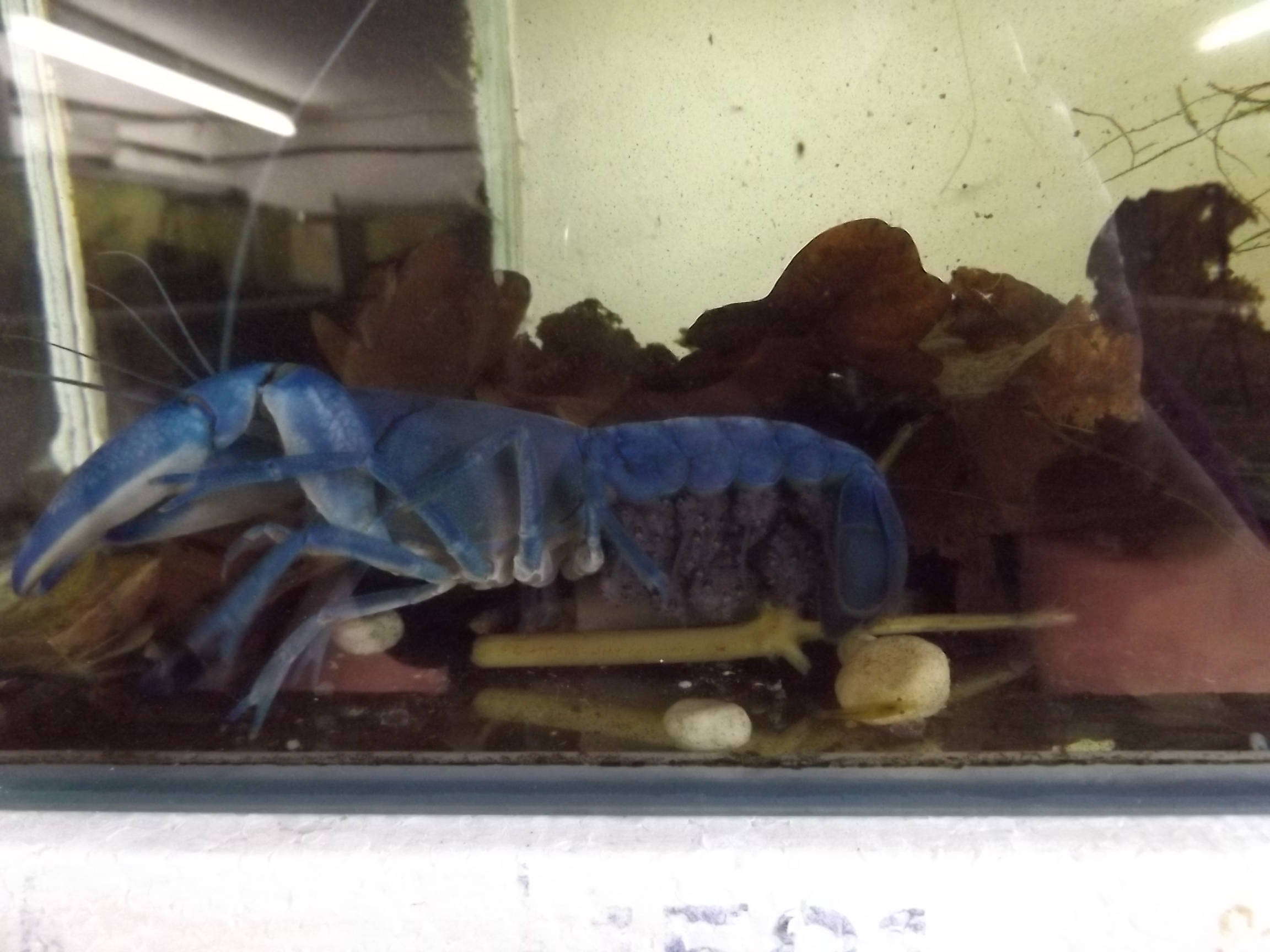 Blaues Yabby Weibchen mit Jungen