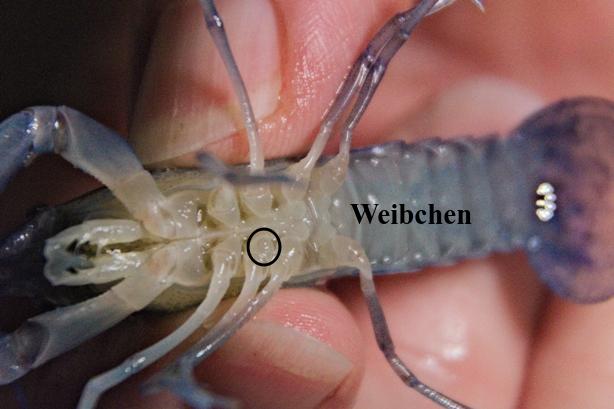 Blauer Yabby - weibliches Geschlechtsmerkmal