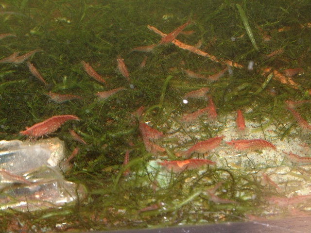 Red Fire Garnelen
