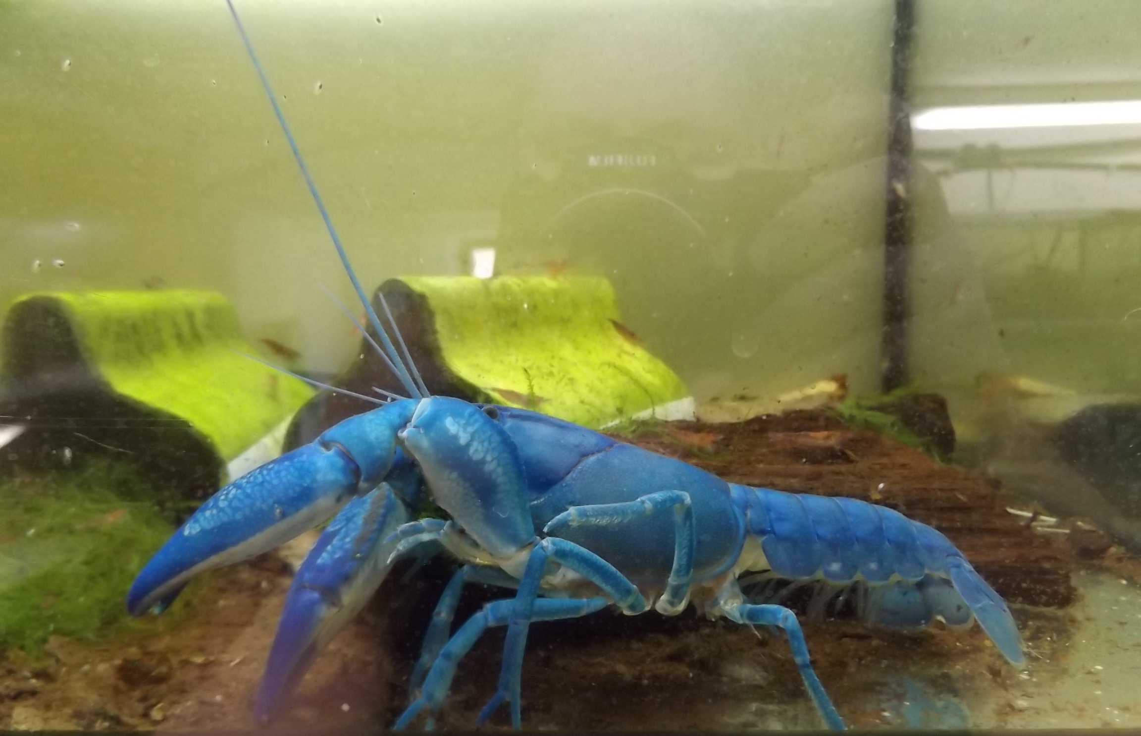 blauer Yabby seitlich zu sehen