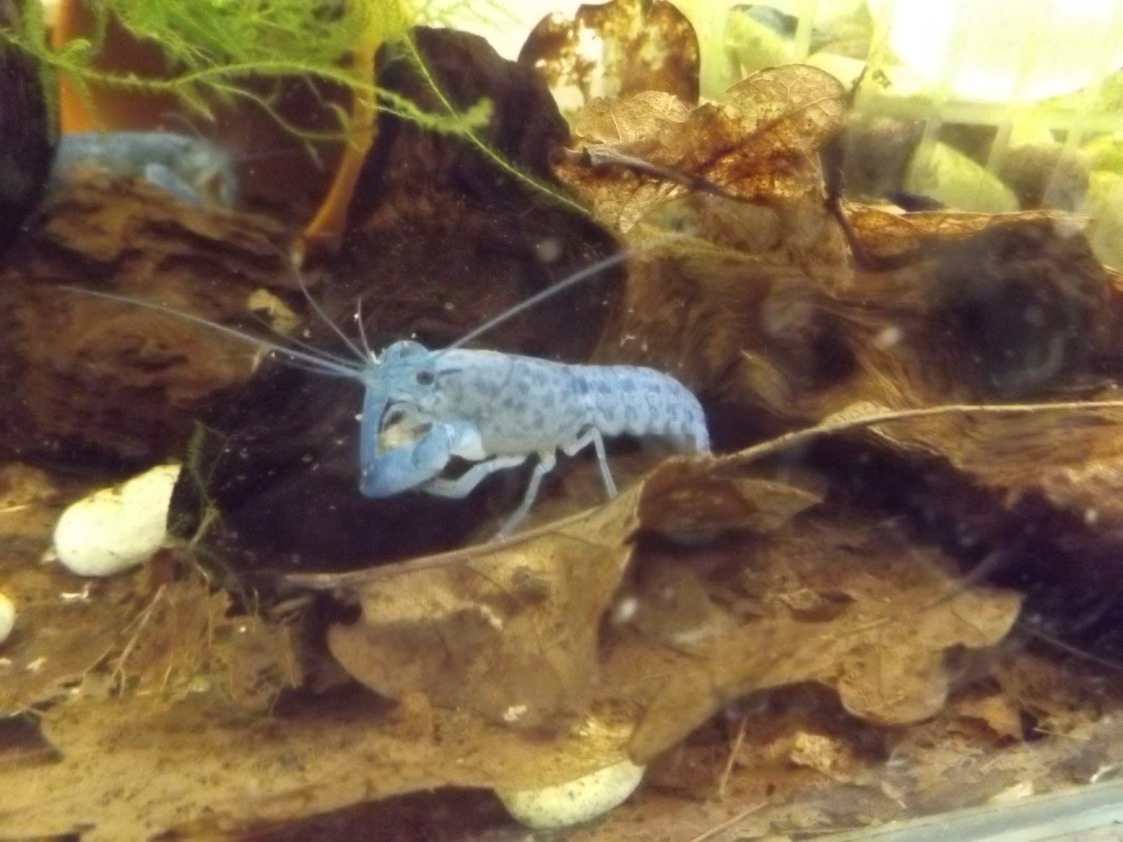 blauer Yabby seitlich zu sehen