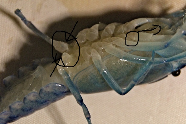Geschlechtsmerkmale männlicher Yabby 